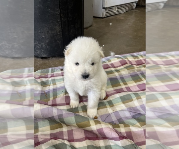 Medium Photo #8 Samoyed Puppy For Sale in LITTLE FALLS, MN, USA