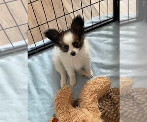 Papillon Puppy for sale in SACO, MT, USA