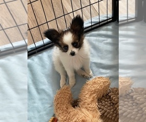 Papillon Puppy for Sale in SACO, Montana USA