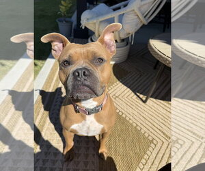 Nugget - Female American Staffordshire Terrier-Boxer Mix Dog for Adoption - Photo #9