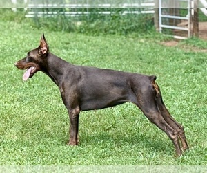 Mother of the Doberman Pinscher puppies born on 09/16/2025