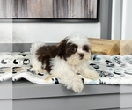 Small Photo #5 ShihPoo Puppy For Sale in FRANKLIN, IN, USA