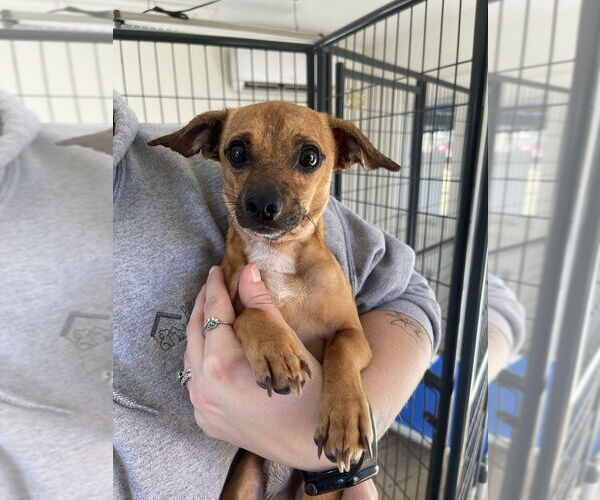 Medium Photo #1 Chihuahua-Unknown Mix Puppy For Sale in Bolivar, MO, USA