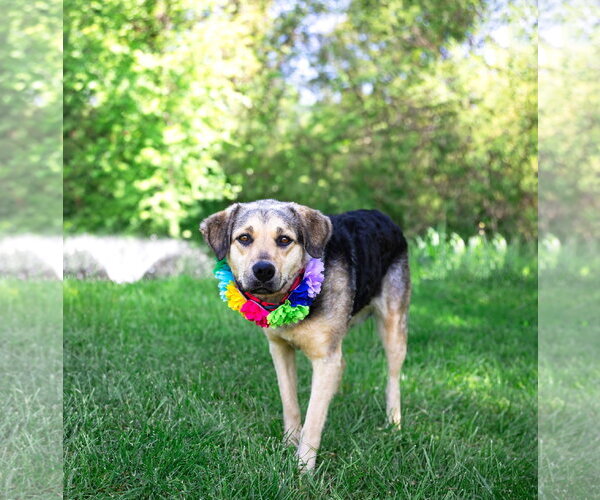 Medium Photo #4 Mutt Puppy For Sale in Unionville, PA, USA
