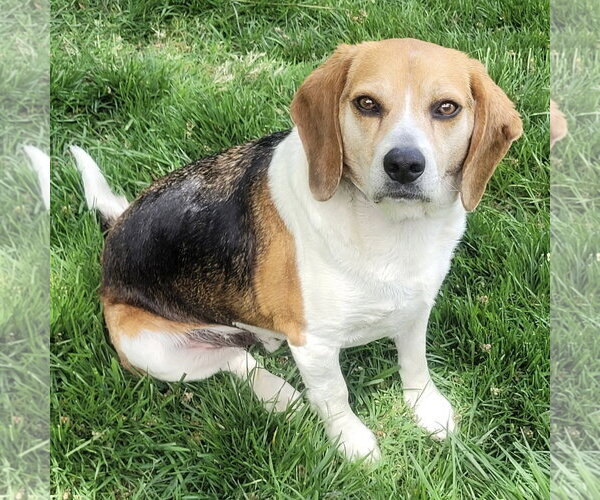 Medium Photo #2 Beagle Puppy For Sale in Batavia, OH, USA