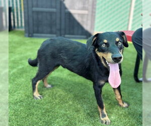 RILEY - Male Australian Shepherd-Unknown Mix Dog for Adoption - Photo #2