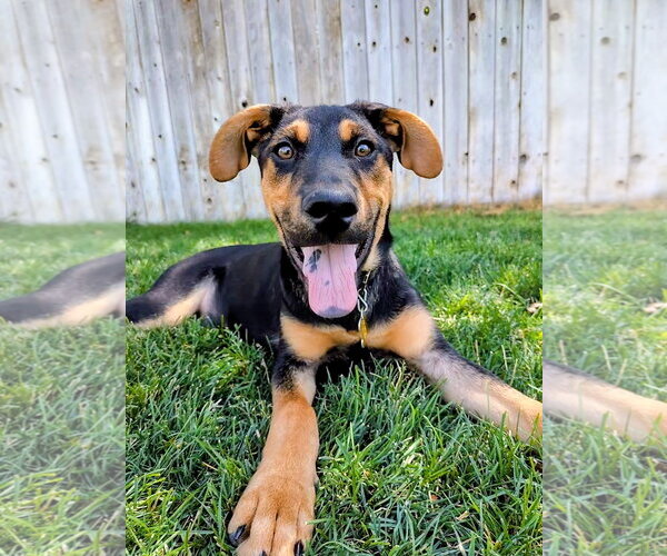 Medium Photo #12 Doberman Pinscher-German Shepherd Dog Mix Puppy For Sale in Sandy, UT, USA