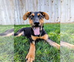 Small #11 Doberman Pinscher-German Shepherd Dog Mix