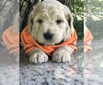 Small Photo #1 Goldendoodle-Poodle (Miniature) Mix Puppy For Sale in KISSIMMEE, FL, USA