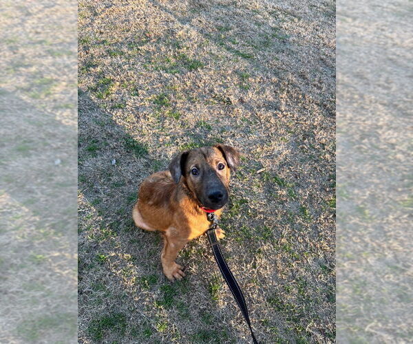 Medium Photo #5 Mutt Puppy For Sale in Bryant, AR, USA