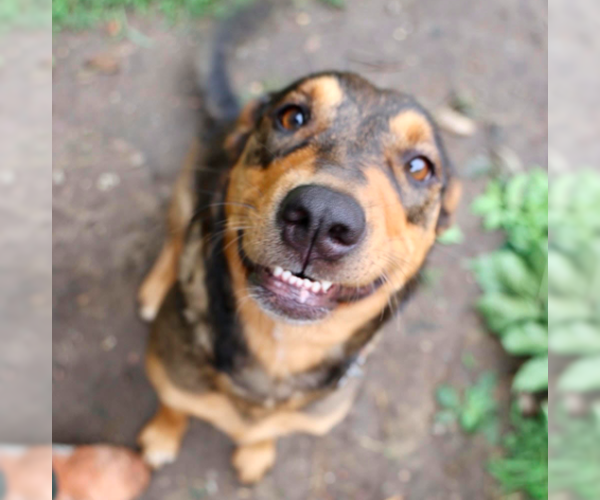 Medium Photo #17 Mutt Puppy For Sale in Brooklyn Center, MN, USA