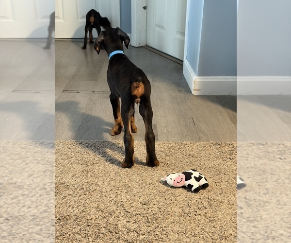 Medium Photo #6 Doberman Pinscher Puppy For Sale in CHEPACHET, RI, USA