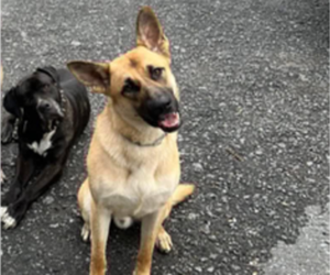 Father of the German Shepherd Dog-Mastiff Mix puppies born on 06/06/2025