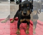 Puppy Grover Doberman Pinscher