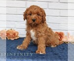 Small Cavapoo (Miniature)