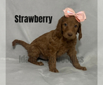 Small Photo #14 Goldendoodle Puppy For Sale in HOMEDALE, ID, USA