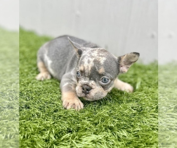 Medium Photo #31 French Bulldog Puppy For Sale in LAS VEGAS, NV, USA