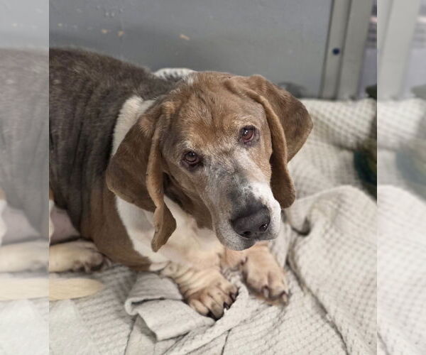 Medium Photo #2 Basset Hound Puppy For Sale in Brookville, OH, USA