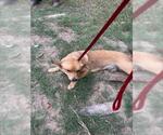 Small Chihuahua