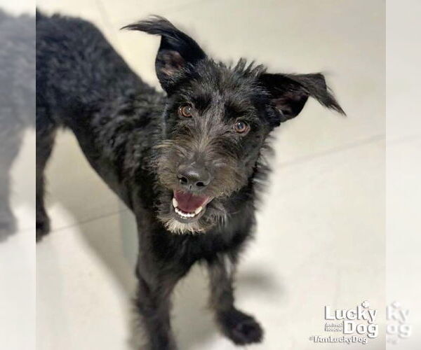 Medium Photo #2 Mutt Puppy For Sale in Washington, DC, USA