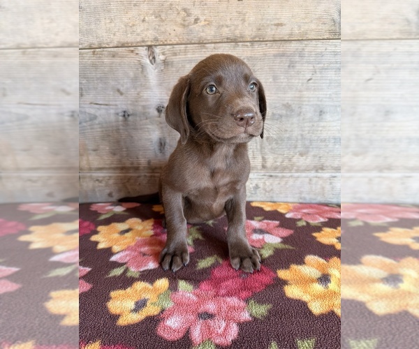 Medium Photo #18 Labrador Retriever Puppy For Sale in VERMONTVILLE, MI, USA