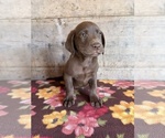 Small #17 Labrador Retriever