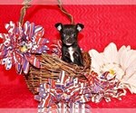 Small Photo #59 Chihuahua Puppy For Sale in CHARLESTON, AR, USA