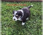 Small Photo #5 Bernedoodle (Miniature) (+ Poodle Miniature) Puppy For Sale in DETROIT, MI, USA