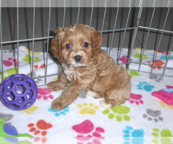 Medium Photo #1 Cocker Spaniel-Poodle (Miniature) Mix Puppy For Sale in ORO VALLEY, AZ, USA