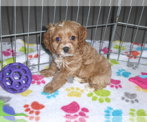 Cocker Spaniel-Poodle (Miniature) Mix Puppy for sale in ORO VALLEY, AZ, USA