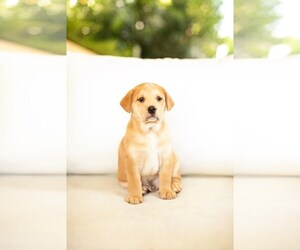 Mutt Dogs for adoption in San Diego, CA, USA