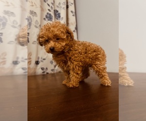 Poodle (Toy) Puppy for sale in DURHAM, CT, USA