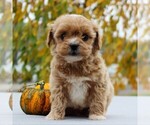 Small Photo #1 Havanese-Poodle (Toy) Mix Puppy For Sale in EAST EARL, PA, USA
