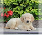 Small Photo #3 Golden Retriever Puppy For Sale in GORDONVILLE, PA, USA