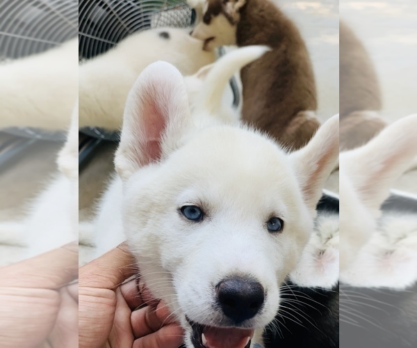 Medium Photo #5 Siberian Husky Puppy For Sale in ATL, GA, USA