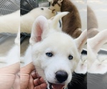 Small Photo #5 Siberian Husky Puppy For Sale in ATL, GA, USA