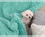 Small Photo #1 Bichon Frise Puppy For Sale in LAUREL, MS, USA
