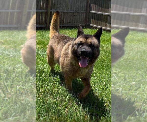 Medium Photo #4 Akita Puppy For Sale in Foristell, MO, USA
