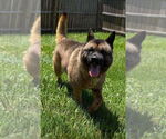 Small #3 Akita