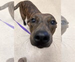 MAPLE - Female Mutt Dog for Adoption - Small photo