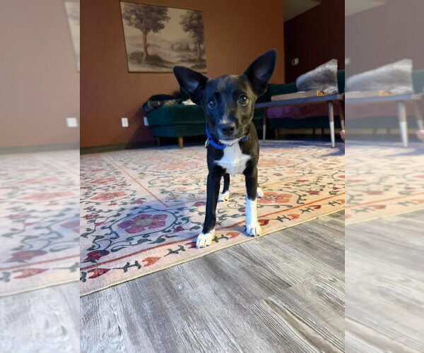 Medium Photo #1 Mutt Puppy For Sale in New London, WI, USA