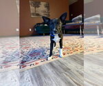 Small Mutt