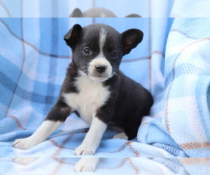Miniature Australian Shepherd-Mutt Mix Puppy for sale in SHILOH, OH, USA