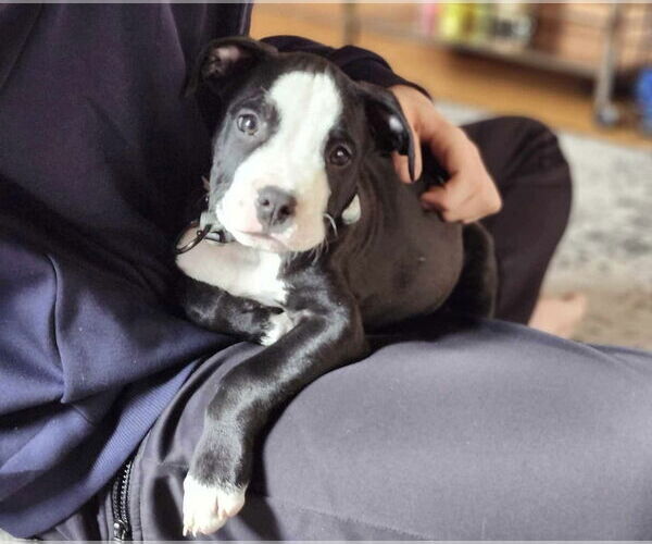 Medium Photo #2 Mutt Puppy For Sale in pomfret, CT, USA