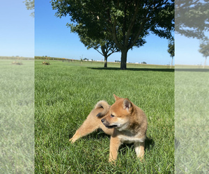 Shiba Inu Puppy for sale in SULLIVAN, IL, USA