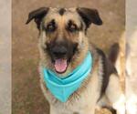 Small German Shepherd Dog Mix