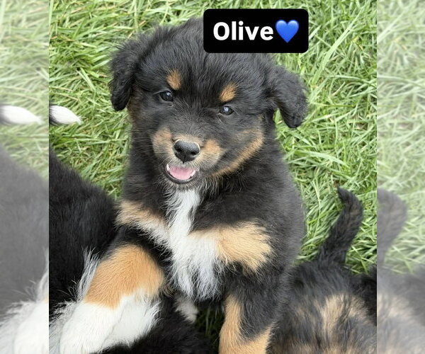 Medium Photo #1 Australian Shepherd-Unknown Mix Puppy For Sale in Aurora, IN, USA