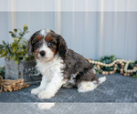 Puppy Blair Cavapoo