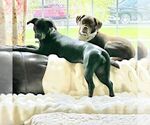 Small Photo #12 Mutt Puppy For Sale in Fargo, ND, USA