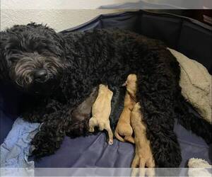 Mother of the Australian Labradoodle puppies born on 07/16/2023